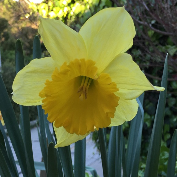 Meet your Posher, BlossomsNBrews - Picture 1 of 1